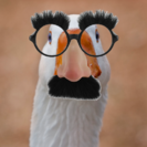 Notagoose