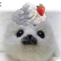 pudgytunes